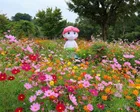 2026かざはやの里 花と祈りの秋桜まつり
