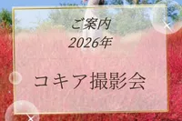 【コキア撮影会】馬見丘陵公園 forベビー・キッズ・ファミリー