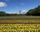 花畑気球体験