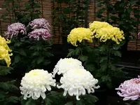 和歌山城公園菊花展
