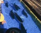 米水津おさかなまつり