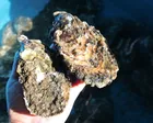 浜名湖サイエンス　カキver.