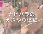 カピバラのえさやり体験