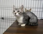 広島県動物愛護センター 猫の譲渡会（11月）