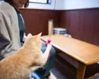 広島県動物愛護センター 猫ふれあい体験（11月）