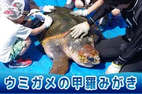 （10/25）ウミガメ甲羅みがき体験