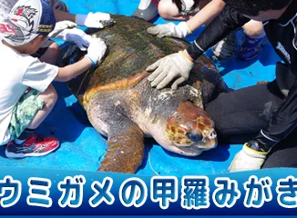 （10/25）ウミガメ甲羅みがき体験