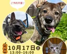 保護いぬねこ譲渡会