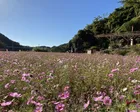 七ツ釜鍾乳洞と里山の秋まつり