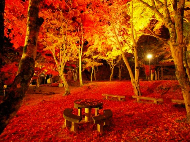 笠置山もみじ公園 もみじライトアップ