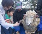 羊の毛刈り体験／那須高原 南ヶ丘牧場