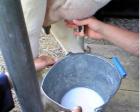 【開催中止】牛の乳しぼり体験＠駒沢公園ハウジングギャラリー