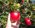 農家直送りんご収穫体験！
