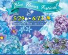 青い花祭り