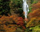 【紅葉・見ごろ】神庭の滝