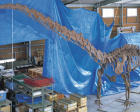 恐竜教室「恐竜博士にきいてみよう！～化石から読み解くおしごと～」