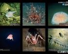 全国科学館連携協議会巡回展示「潜水調査船がみた深海生物」