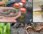 オンライン危険生物対策講座 ～ハチ・ヘビ・応急処置編/その他の昆虫動物・植物編