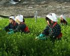 一番茶茶摘み体験と抹茶工場見学