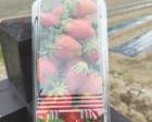 四季成りイチゴ収穫体験！