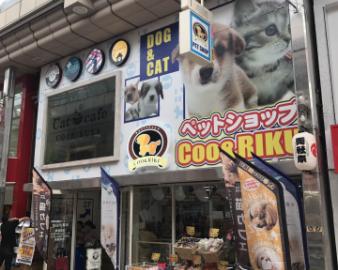 猫カフェ 猫喫茶 空陸家 武蔵小山店