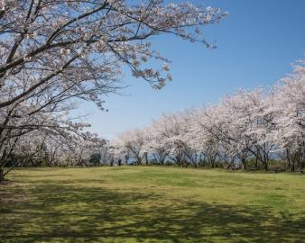 維和桜・花公園