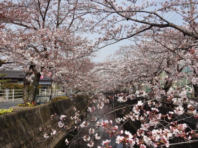 十四川の桜並木