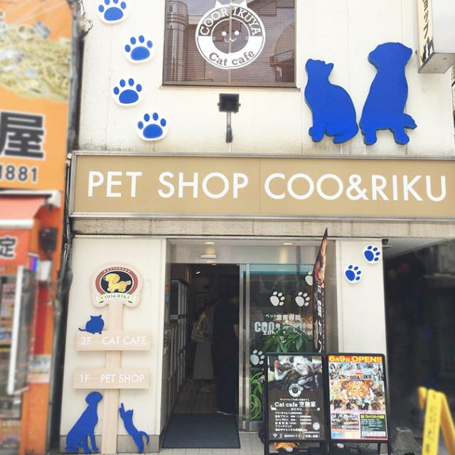 猫カフェ 猫喫茶 空陸家 日吉店
