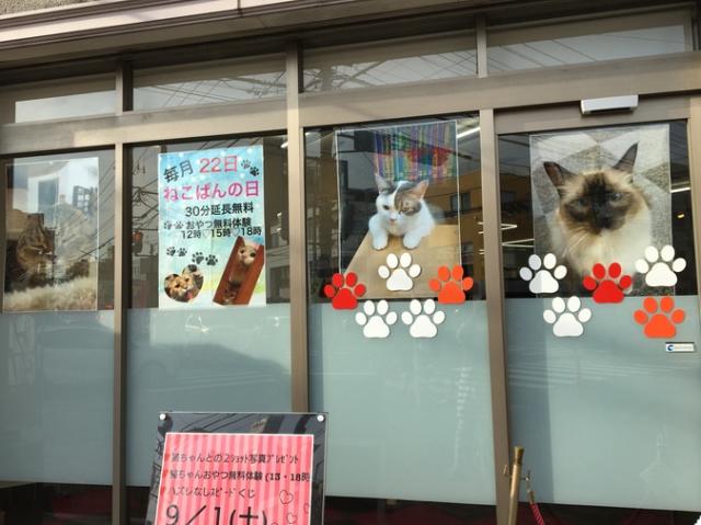 【休業中】猫カフェ ねこぱんち