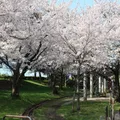 琴弾公園