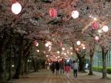 諏訪の桜トンネル