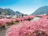 河津川沿桜並木