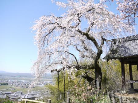玉川の桜の桜開花 満開情報 21 日本気象協会 Tenki Jp