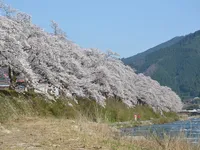 智頭桜土手
