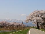 白水川堤防桜並木