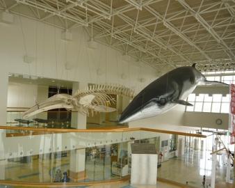 鯨賓館ミュージアム
