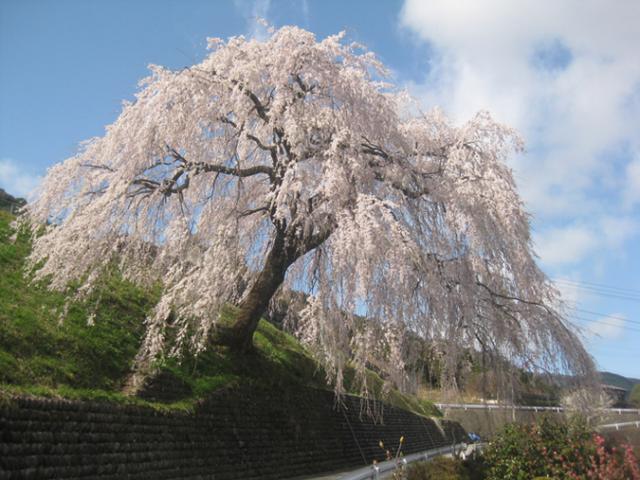 四美・岩太郎のしだれ桜