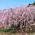 野村のしだれ桜