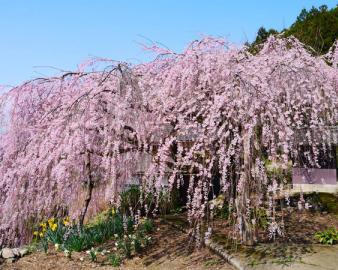 野村のしだれ桜