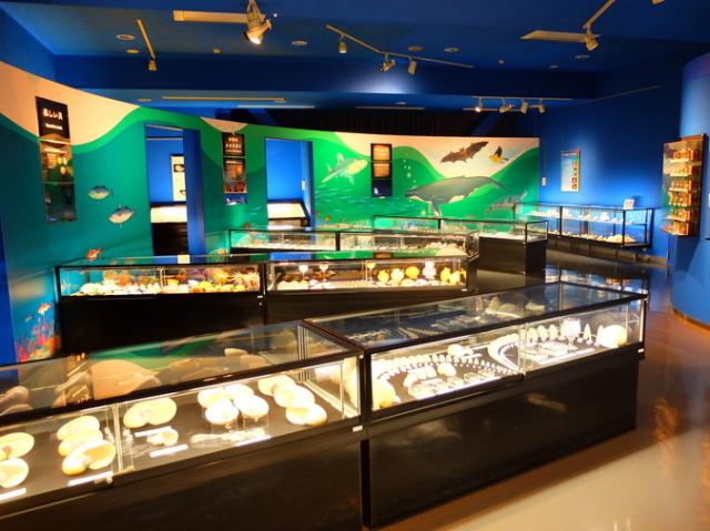 大島町貝の博物館 「ぱれ・らめーる」