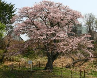 幌萌町の大桜