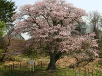幌萌町の大桜