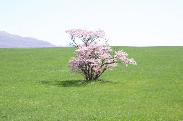 崎守町の一本桜