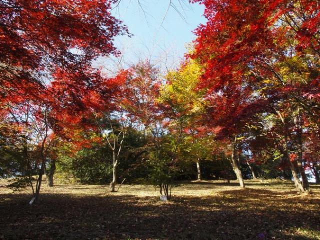 紅葉山公園(甘楽郡甘楽町)