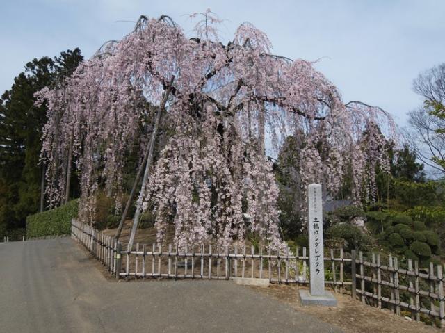 土橋のおかめ桜