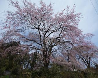 藤生沢のお角桜
