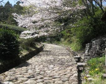 旧東海道金谷坂石畳と茶畑コース