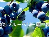無農薬自然栽培ブルベリー園　堀内ファーム