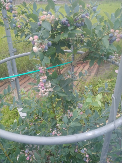 Sachi Blueberry Farm 水耕栽培系ブルーベリー摘み取り園 無農薬 子供とお出かけ情報 いこーよ