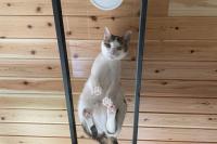 開放型保護猫シェルター　にゃんliving（にゃんリビング）
